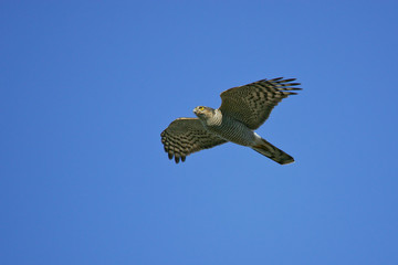 Eurasian Sparrowhawk (Accipiter nisus), female flying in blue sky, Rügen, Mecklenburg-Western...