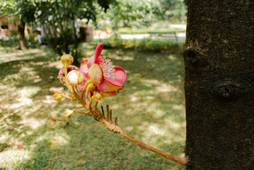 Lecythidaceae (Couroupita guianensis Aubl)