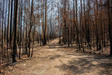 Obraz premium Road in burnt forest
