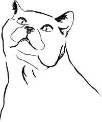 Sketch portrait of a cat vector illustration.