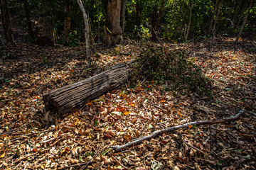 autumn in the forest