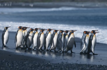 Obraz premium 15260016