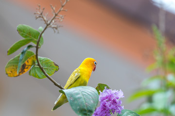 Bird (Lovebird) on tree in nature wild