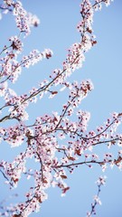 Bright pale pink spring flowers. branch of blossoming apple tree or cherry with white and light flowers against blue sky. Summer natural backdrop. Botanical bloom concept. Copy Space. Selective focus.