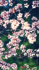 Bright pale pink spring flowers. branch of blossoming apple tree or cherry with white and light flowers against blue sky. Summer natural backdrop. Botanical bloom concept. Copy Space. Selective focus.