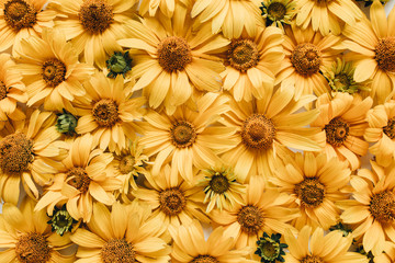 Floral composition with yellow daisy flowers pattern texture background. Flatlay, top view.
