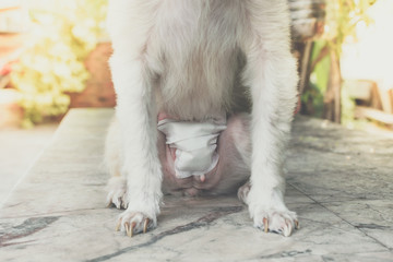 Fototapeta na wymiar Dog abdomen surgery bandage in veterinary clinic