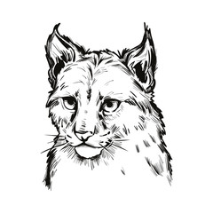 Eurasian lynx baby tabby, medium-sized wild cat isolated sketch t-shirt print, monochrome design. Vector illustration of lynx-lynx animal hand drawn portrait. Northern lynx, hunting season mascot