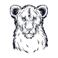 Panthera leo vector baby tabby portrait in closeup isolated sketch t-shirt print, monochrome. Black furry coat feline animal. Predator of wildlife drawing. Carnivore creature hand drawn illustration