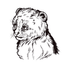 Puma baby tabby yagouaroundi portrait of animal isolated sketch t-shirt print, monochrome. Vector drawing of Puma. Eyra profile, catlike predator animal drawing. Jaguarundi hand drawn illustration