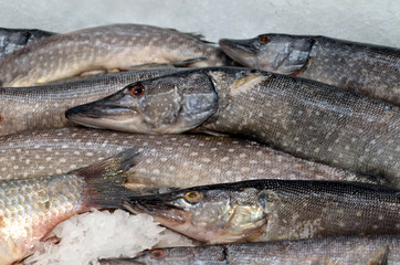 Pike fish on ice cooled and stacked for sale at fish market, whole fresh pike fish bodies with shiny scales, eyes, white spots