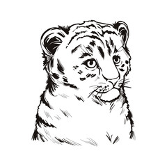 Tigon baby tabby animal vector portrait isolated sketch t-shirt print, monochrome. Animalistic drawing of tigon hybrid. Wild cat of feline predator. Felidae hunter carnivore hand drawn illustration