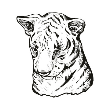 Tiger baby tabby vector portrait closeup isolated sketch t-shirt print, monochrome sketch. Hand drawn panthera tigris, wild cat. Felidae Predator wildlife, carnivore beast, hand drawn illustration