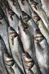 Obraz premium Whole Fresh Sea bass fish stacked for sale, cooled on ice at the fish market, vertical composition, shiny scales