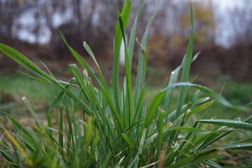 Green grass in the yard. 