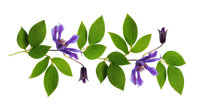 Twigs of clematis green leaves and purple flowers in a line arrangement