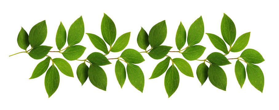 Twigs of green leaves in a line arrangement