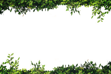 Fototapeta na wymiar Green leaves frame, clean white backdrop, write text.