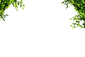 Obraz premium Green leaves frame, clean white backdrop, write text.