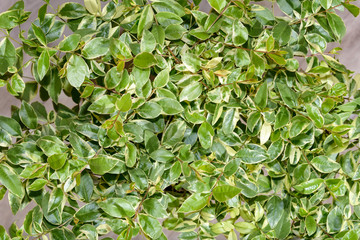 Naklejka premium Background from variegate leaves of myrtle white, yellow, light green.