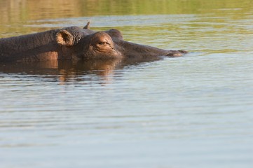 Fototapeta premium 14480007