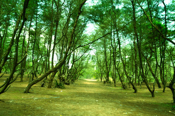 Green spruce forest and a way