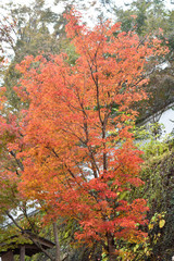 紅葉