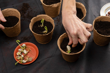 Girl plants seedlings in peat pots. Growing seedlings.