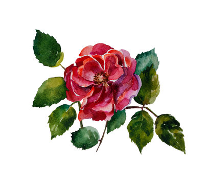 Red rose with leaves original watercolor painting isolated on white background