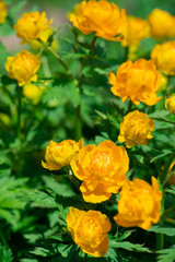 Trollius europaeus L. Globeflowers blooms. In the meadow. Yellow flowers Trollius or globeflower.