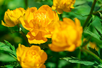 Trollius europaeus L. Globeflowers blooms. In the meadow. Yellow flowers Trollius or globeflower.