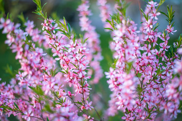 Blooming flower pink Prunus triloba with blurred green nature background. Springtime blossom concept