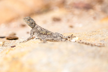 Close up of a grey-brown lizard lifting its head, sitting on a bright stone, Cederberg, South Africa