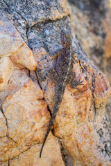 Black lizard with white stripe on its back, spotted in South Africa, Cederberg