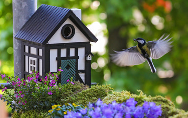 Great Tit (Parus major) flying at bird house with insect in bill, Heidelberg, Baden-Wuerttemberg,...