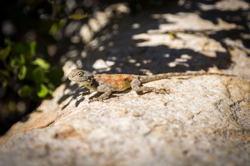 Lizard with an orange-green pattern on its back and a brown body, sitting on a stone in the sun, South Africa