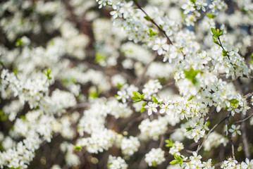 Bird Cherry Tree with White Little Blossoms. View of blooming Sweet Bird-Cherry Tree in Spring. Springtime flowers.