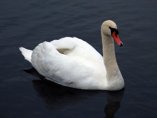 swan