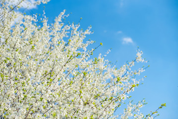 Bird Cherry Tree with White Little Blossoms. Blooming Sweet Bird-Cherry Tree in Spring. Springtime flowers on blue sky.