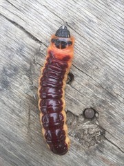 Very big caterpillar creeps away to the shelter