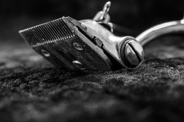 Close up of manual hair cutters on black sheep wool background.