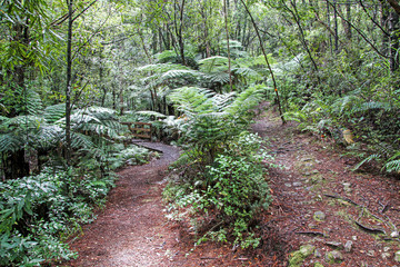 Wanderweg im Regenwald in Neuseeland