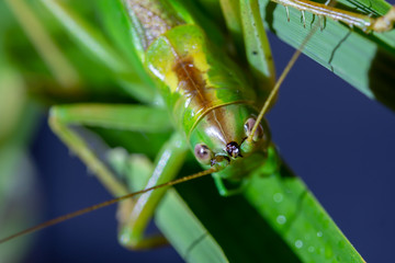 The speckled bush cricket is a species of bush-cricket common in well vegetated areas of Japan, such as woodland margins, hedgerows and gardens