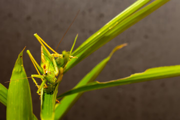 The speckled bush cricket is a species of bush-cricket common in well vegetated areas of Japan, such as woodland margins, hedgerows and gardens