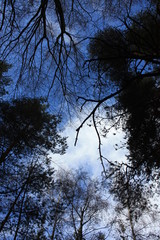 Obraz premium Coniferous forest