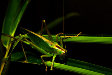 The speckled bush cricket is a species of bush-cricket common in well vegetated areas of Japan, such as woodland margins, hedgerows and gardens