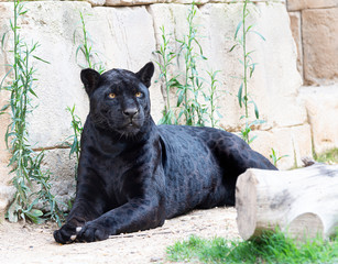 black jaguar lying on the ground © xyo33