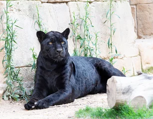 Plexiglas foto achterwand zwarte jaguar die op de grond ligt © xyo33