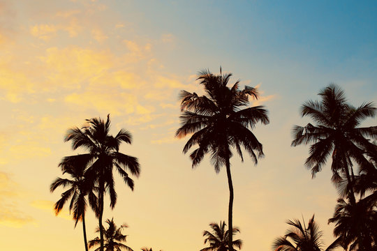 Dark silhouettes of coconut palm trees against colorful sunset  sky on tropical island. Vacation and exotic travel concept background.