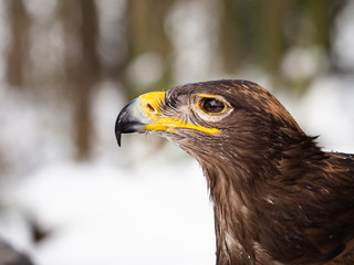 Steppe eagle (Aquila nipalensis) detail of head in winter time